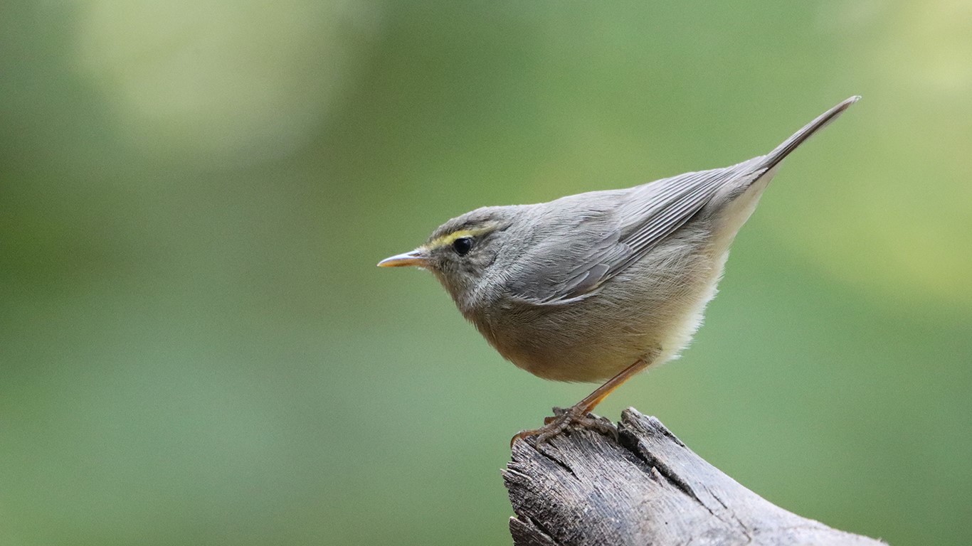 Sulphur-bellied Warbler